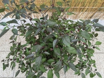 Cheiro Roxa