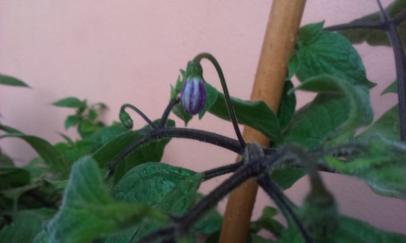 IMAG0204
