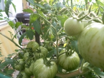 sousedovic rajčata