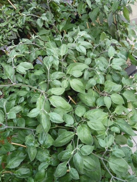 P1040486