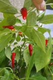 Cayenne