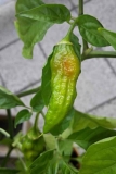 Naga morich