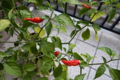 Naga Morich