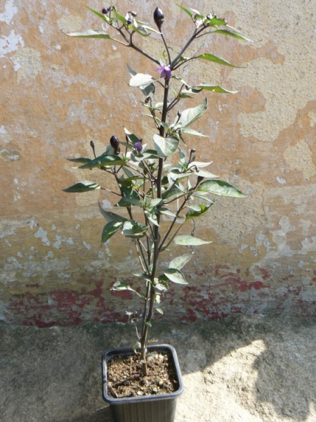 P1280267