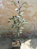 P1280267