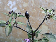 P1280268