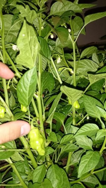 První habanero tasmanian