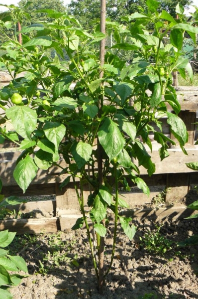 MALAWI PEPADEW
