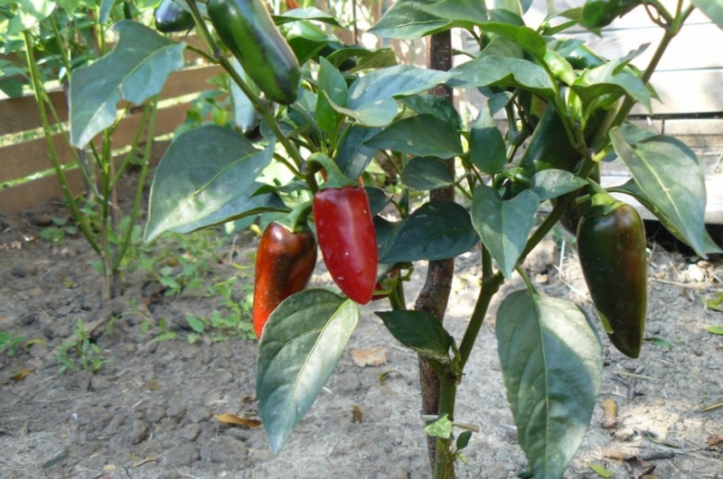 JALASTAR