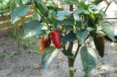 JALASTAR