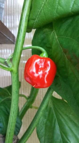 Habanero Red Savina