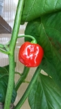 Habanero Red Savina