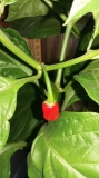 Naga Morich