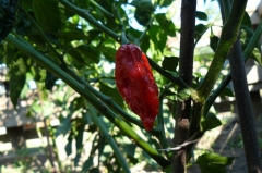 Dorset Naga