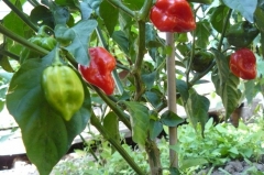 Habanero Red savina