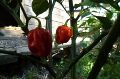 Habanero Red