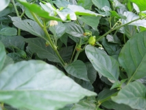 30. týden - Habanero Red (101)