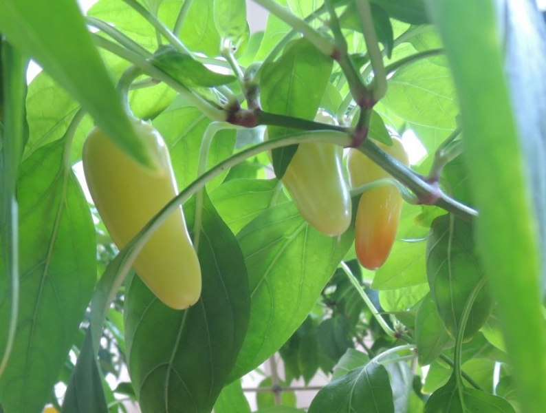 Jalapeno NuMex Pinata 1