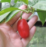 Rocoto Manzano Red