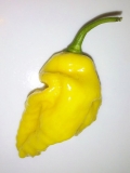 Bhut Jolokia Yellow