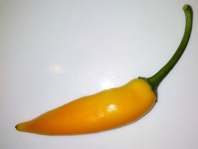 Bulgarian Carrot