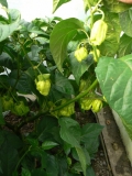 Dorset naga