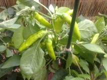 Pepperoncina15091501