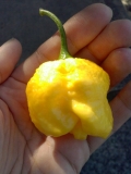 Hybrid 7Pot Jonah
