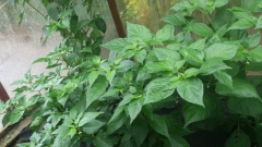 DSC 0137
