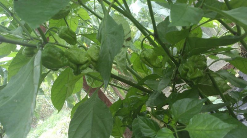 Trinidat Moruga Yelow