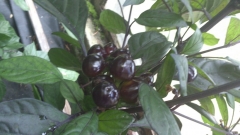 Black Pearl