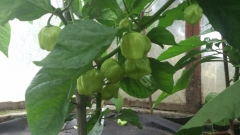 Habanero White Giant