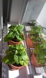 IMAG0446