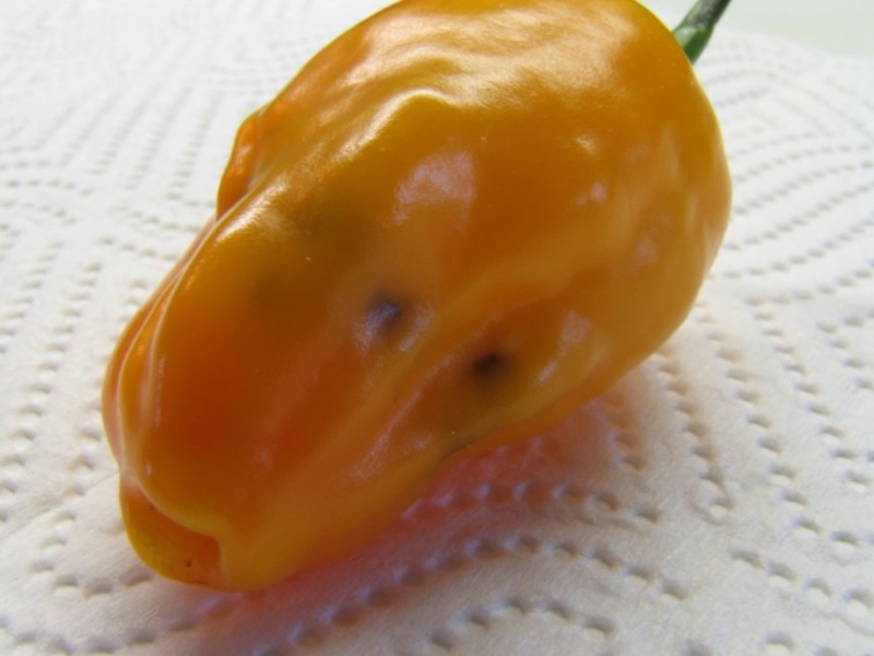 El Oro de Ecuador
