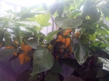 bhut jolokia yellow