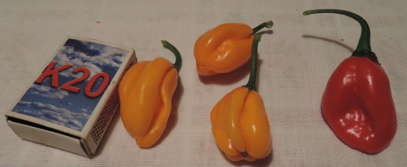 Fatalii Yellow ??? + Bhut Jolokia Yellow ???