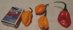 Fatalii Yellow ??? + Bhut Jolokia Yellow ???