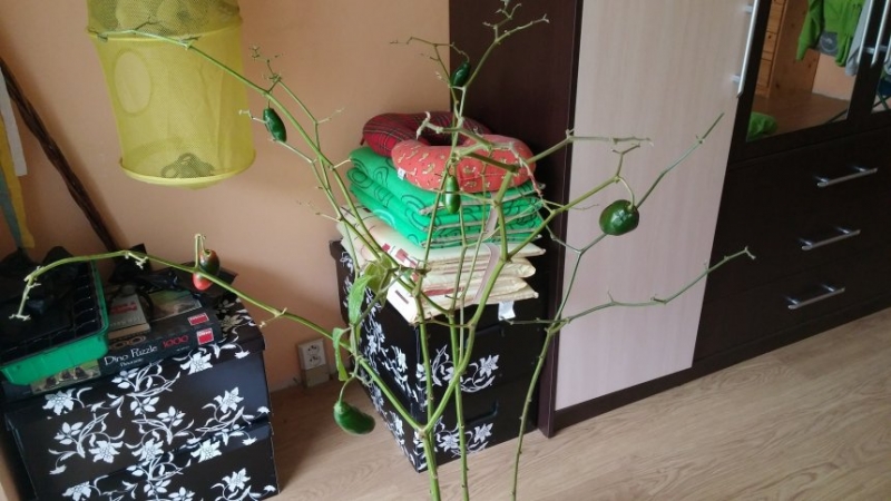 rocoto bez listů