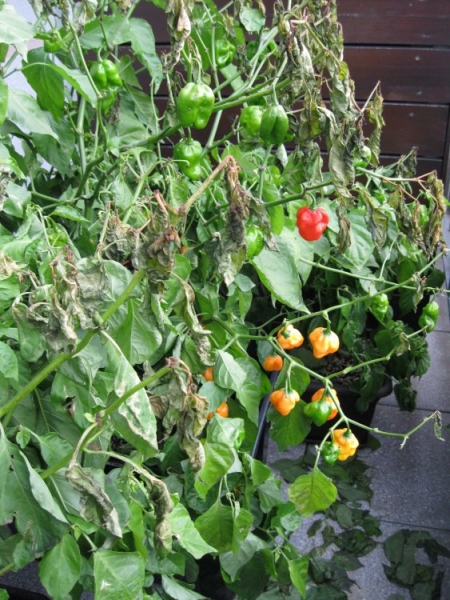 37. týden - 7 Pot (120)