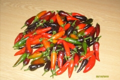 pepper2510201502