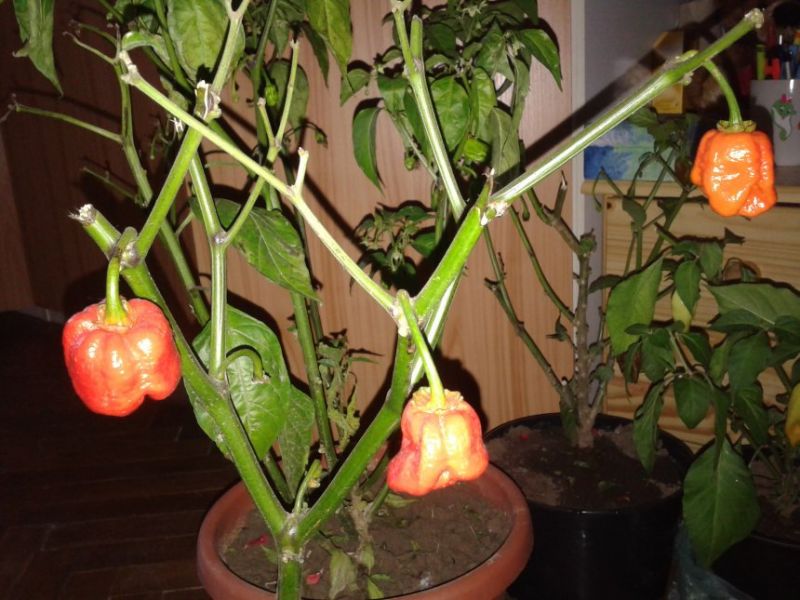 7POT BBG rastlina
