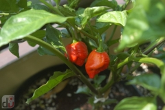 7 Pot Brain Strain