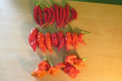 Nějaké to chilli
