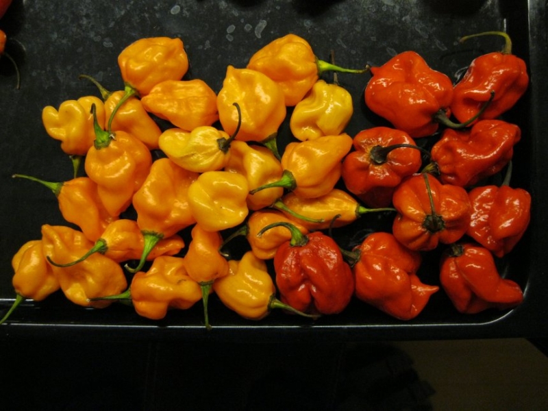 42. týden - 7 Pot Trinidad Jonah (132)