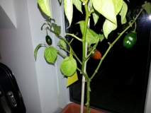 rocoto