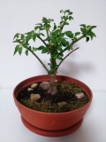 2015-11-26 (1)