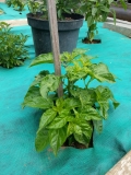 135_chilli2016