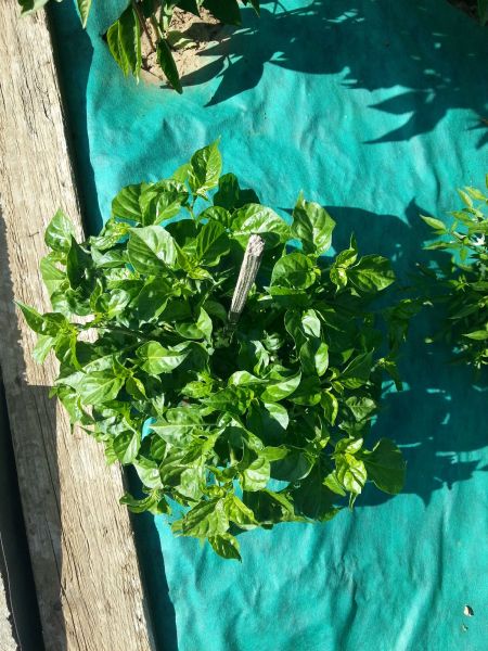 189_chilli2016