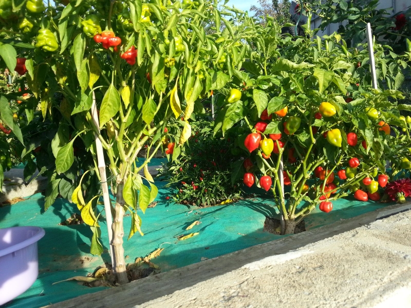 379_chilli2016