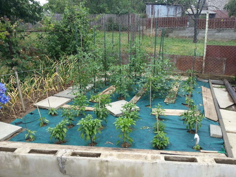 159_chilli2016